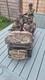 21st Century Toys1/6th Scale Willys Jeep Plus Figures